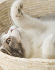 Cat Straw Bed