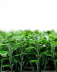 Artificial boxwood green wall Lifelike greenery for indoors UV resistant foliage panels Easy-to-install green wall Maintenance-free greenery Instant charm for any space Versatile artificial green wall Faux boxwood wall panels Indoor/outdoor greenery solution Long-lasting green wall decor