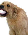 Pet Ball Teeth Silicon Chew Toys for Large Breeds