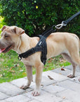 Adjustable Dog Harness