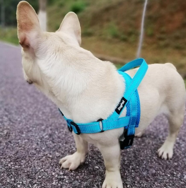 Comfortable dog harness Adjustable pet harness Secure dog walking harness Durable canine harness Pet safety harness Customizable dog harness Reliable dog control harness Adjustable strap pet harness Comfortable walking harness for dogs Stress-free dog walking solution