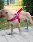 Comfortable dog harness Adjustable pet harness Secure dog walking harness Durable canine harness Pet safety harness Customizable dog harness Reliable dog control harness Adjustable strap pet harness Comfortable walking harness for dogs Stress-free dog walking solution