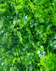 Sample Panel of Lush Fern Artificial Green Wall (Small Sample) UV Resistant